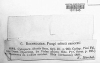 Valsa abietis image
